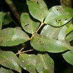 Mouriri gleasoniana leaf picture by Nelson Zamora Villalobos (cc-by-nc)