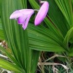 Bletilla striata leaf picture by Kenneth Parker (cc-by-sa)