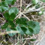 Thalictrum alpinum leaf picture by Fabien Anthelme (cc-by-sa)