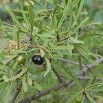 Rhamnus lycioides fruit picture by Rubén Gracia (cc-by-sa)