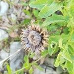 Centaurea pectinata fruit picture by Monique TROEL-SYS (cc-by-sa)