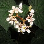 Begonia involucrata flower picture by SINAC Pérez Greivin (cc-by-sa)
