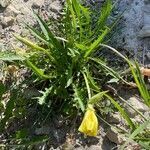 Oenothera flava flower picture by Jeff Harris (cc-by-sa)