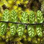 Asplenium trichomanes flower picture by hieracium eriophorum (cc-by-sa)