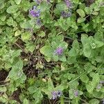 Nepeta cataria habit picture by Sabina Hartmann (cc-by-sa)