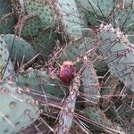 Opuntia macrocentra fruit picture by Heather Van Shaar (cc-by-sa)