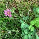 Trifolium medium flower picture by Christian Petermann (cc-by-sa)