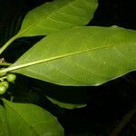 Tetrorchidium rotundatum leaf picture by Nelson Zamora Villalobos (cc-by-nc)