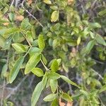 Alectryon diversifolius leaf picture by aria salan (cc-by-sa)