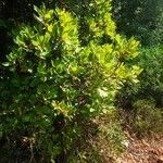 Arbutus unedo habit picture by Agnieszka Kubit (cc-by-sa)