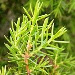 Juniperus communis leaf picture by Alain Bigou (cc-by-sa)