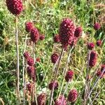 Sanguisorba officinalis fruit picture by Regne Concha (cc-by-sa)