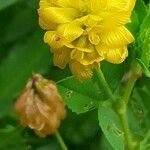 Trifolium aureum flower picture by Pietro Brignoli (cc-by-sa)