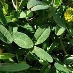 Trifolium badium leaf picture by Guy DR (cc-by-sa)