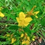 Hypericum maculatum flower picture by vinciane paul (cc-by-sa)