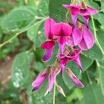 Lespedeza thunbergii flower picture by 道草 (cc-by-sa)