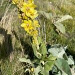 Verbascum longifolium flower picture by bernardini luca (cc-by-sa)