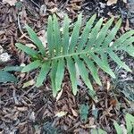 Polypodium cambricum leaf picture by Nickolay Skobelev (cc-by-sa)