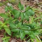 Sanicula canadensis leaf picture by Christine Watts (cc-by-sa)