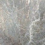 Artemisia filifolia leaf picture by Beatrice B. B. (cc-by-sa)