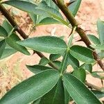 Zanthoxylum bungeanum leaf picture by Dieter Albrecht (cc-by-sa)