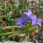 Campanula versicolor flower picture by Annika K (cc-by-sa)