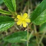 Corchorus aestuans flower picture by Rajendra Rajendra Choure (cc-by-sa)