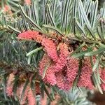 Abies pinsapo flower picture by Campoamor Ramon (cc-by-sa)