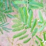 Mimosa bimucronata leaf picture by Samarone Zimmermann (cc-by-sa)