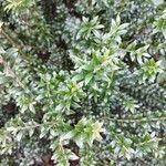 Myrtus communis leaf picture by Natural Ethik (cc-by-sa)
