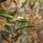 Mutisia ledifolia leaf picture by Fabien Anthelme (cc-by-sa)