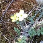 Erucastrum gallicum flower picture by Cathy L HERIAU (cc-by-sa)