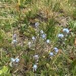 Myosotis alpestris flower picture by lorraine g (cc-by-sa)