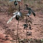 Cecropia obtusa habit picture by Daniel Barthelemy (cc-by-nc)