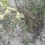 Hedysarum boveanum leaf picture by Blog Surya (cc-by-sa)