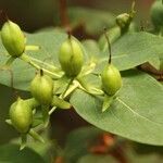Hypericum canariense fruit picture by Szabolcs Frater (cc-by-sa)