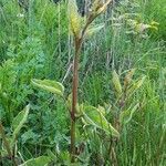 Verbascum nigrum habit picture by Jerome (cc-by-sa)