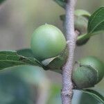 Diospyros acapulcensis fruit picture by Nelson Zamora Villalobos (cc-by-nc)