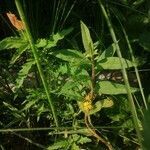 Lysimachia thyrsiflora leaf picture by Татьяна Назарова (cc-by-sa)
