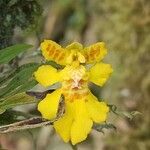 Erycina crista-galli flower picture by Luz Rodríguez De Rovira (cc-by-sa)
