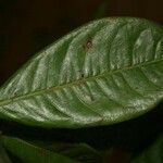 Byrsonima densa leaf picture by Jean-François Molino (cc-by-sa)