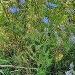 Cichorium endivia habit picture by Béverly Ghesquier (cc-by-sa)