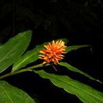 Renealmia cernua flower picture by Nelson Zamora Villalobos (cc-by-nc)