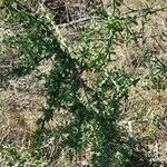 Maytenus spinosa (griseb.) lourteig & o'donell habit picture by Trap Hers (cc-by-sa)