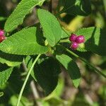 Lantana involucrata fruit picture by claire Felloni (cc-by-sa)