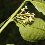 Cestrum racemosum flower picture by Nelson Zamora Villalobos (cc-by-nc)