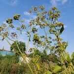 Angelica archangelica fruit picture by Christine de Leuze (cc-by-sa)