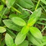Alternanthera philoxeroides leaf picture by Evi Nur Cahyani (cc-by-sa)
