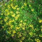 Hippocrepis comosa habit picture by Pierre-Yves Raba (cc-by-sa)