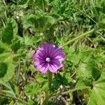 Malva parviflora flower picture by fanny aotw (cc-by-sa)